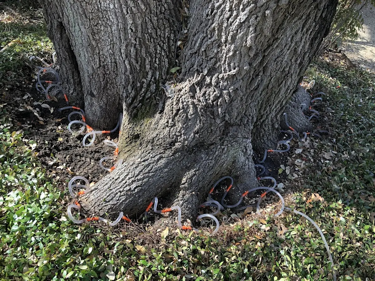 Detailed Tree Cabling and Bracing job site in Lulu