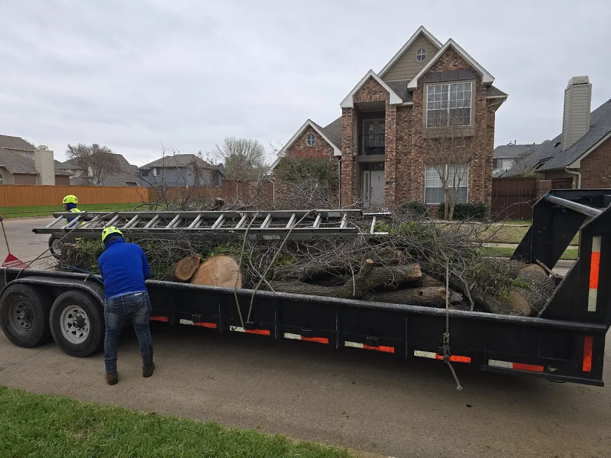 Expert Tree Pest Control with proper safety equipment in Lulu